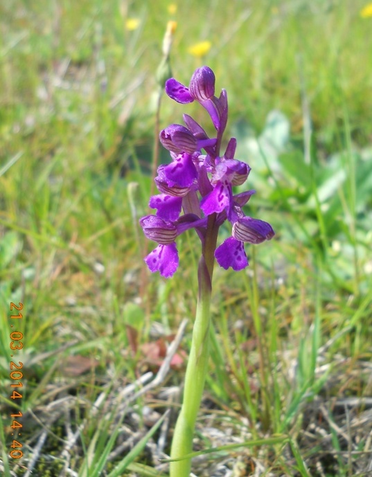 Orchidee ... in autostrada